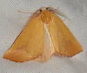 Sicya pergilvaria - Hodges#6914