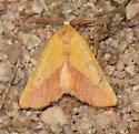 Sicya pergilvaria - Hodges#6914 - photo 2