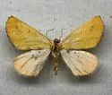Sicya pergilvaria - Hodges#6914 - photo 4