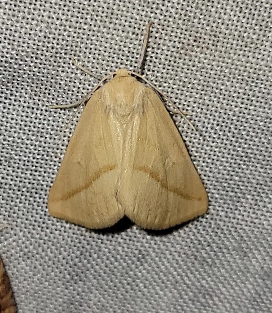 Sicyopsis blanchardata - Hodges#6916.1 - photo 2