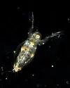 Sida crystallina
