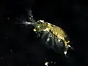 Sida crystallina - photo 2