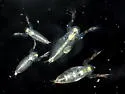 Sida crystallina - photo 3