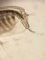 Sida crystallina - photo 4