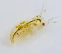 Sida crystallina - photo 5