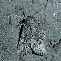 Sideridis fuscolutea - Hodges#10256 - photo 3
