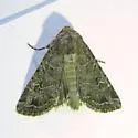 Sideridis fuscolutea - Hodges#10256 - photo 4