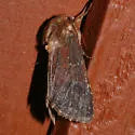 Maroonwing - Hodges#10268