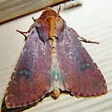 Maroonwing - Hodges#10268 - photo 2