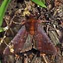 Maroonwing - Hodges#10268 - photo 3