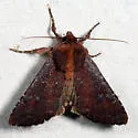 Maroonwing - Hodges#10268 - photo 4