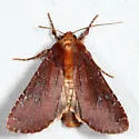 Maroonwing - Hodges#10268 - photo 5