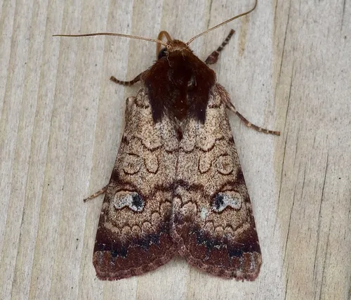 Rosewing - Hodges#10265