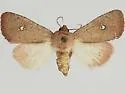 Sideridis ruisa - Hodges#10262