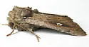 Sideridis uscripta - Hodges#10261 - Sideridis uscripta
