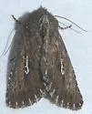 Sideridis uscripta - Hodges#10261 - photo 3
