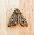 Sideridis uscripta - Hodges#10261 - photo 4