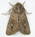 Sideridis uscripta - Hodges#10261 - photo 5