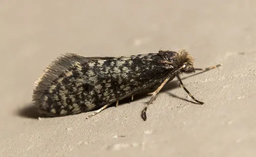 Siederia walshella - Hodges#0435