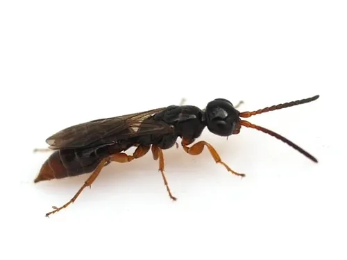 Sierolomorpha canadensis - Sierolomorpha canadensis