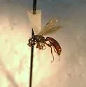 Sierolomorpha nigrescens
