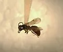 Sierolomorpha nigrescens - photo 2