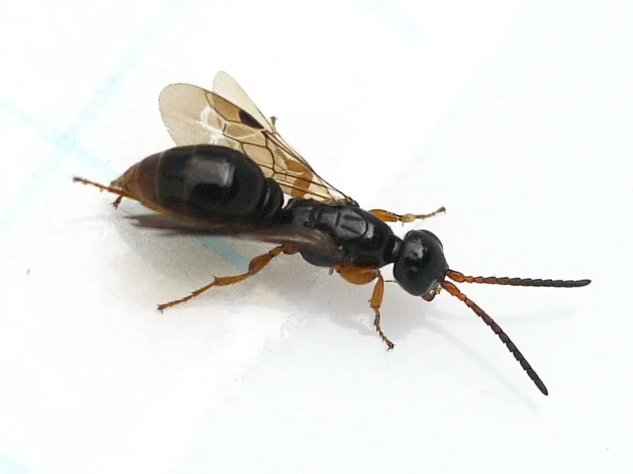 Sierolomorphid Wasps - Sierolomorphidae