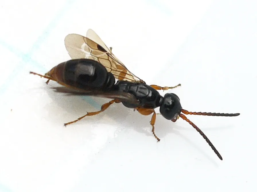 Sierolomorphid Wasps - photo 2