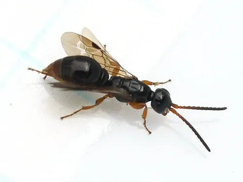 Sierolomorphid Wasps - photo 3