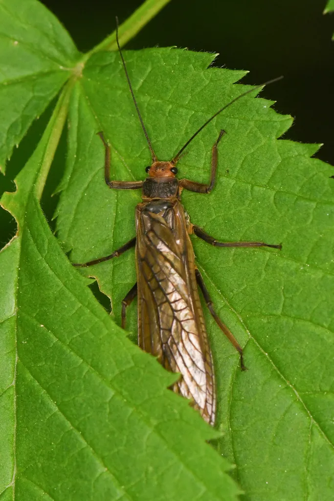 Giant Roachfly
