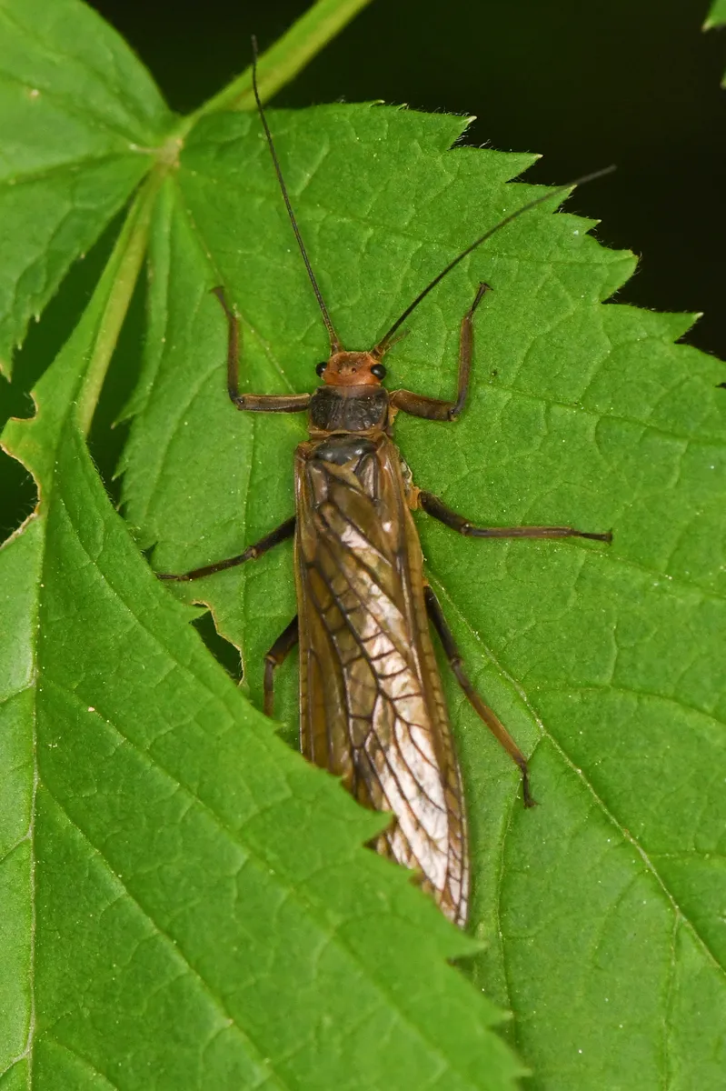 Giant Roachfly - photo 2