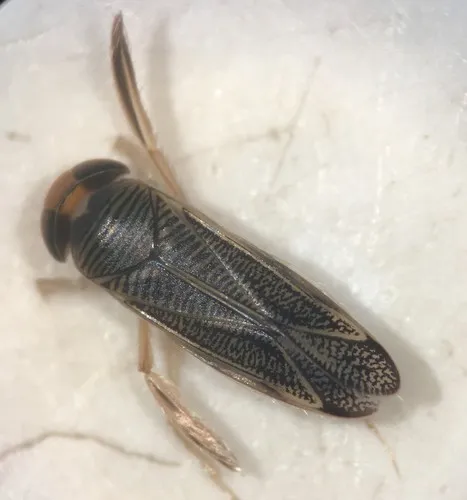 Sigara alternata