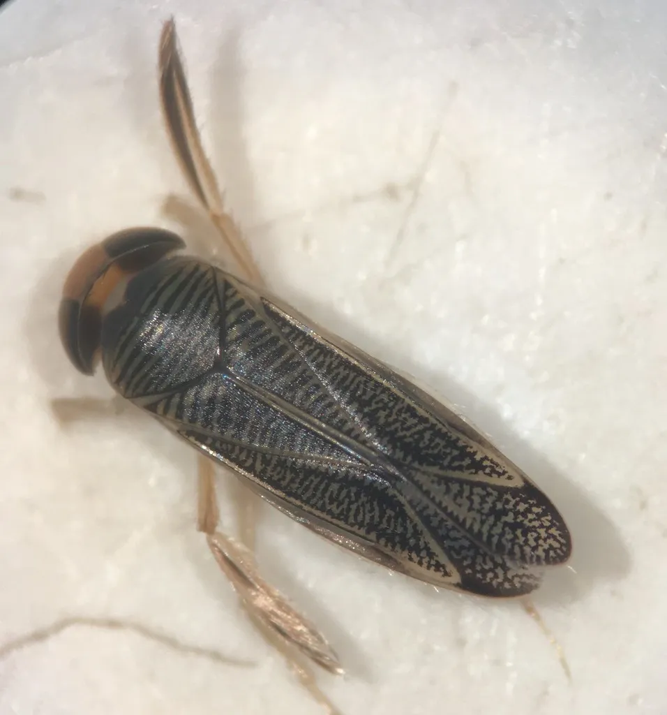 Sigara alternata - photo 2