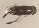 Sigara bradleyi