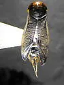 Sigara conocephala