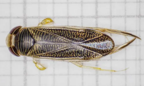 Sigara distincta