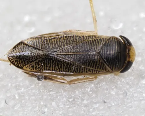 Sigara distincta - photo 2