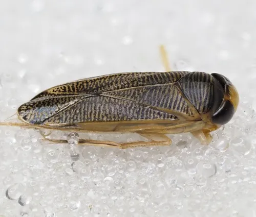 Sigara distincta - photo 3