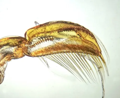 Sigara distincta - photo 4