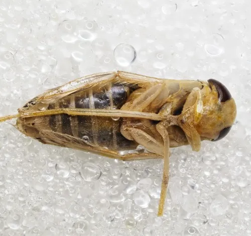 Sigara distincta - photo 6