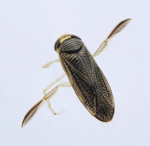 Sigara dorsalis