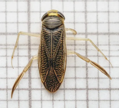 Sigara dorsalis - photo 2