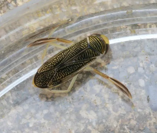 Sigara dorsalis - photo 3