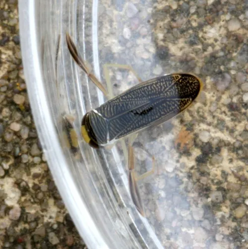 Sigara dorsalis - photo 6