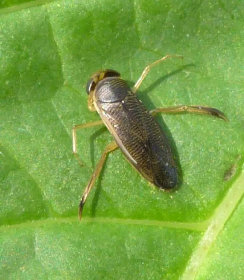 Sigara dorsalis - photo 7