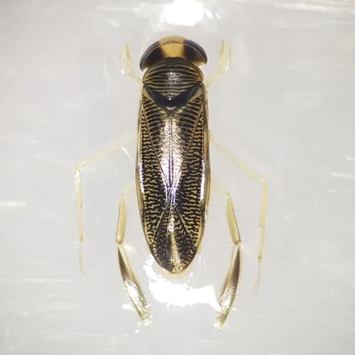 Sigara falleni