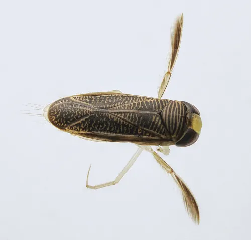 Sigara fossarum