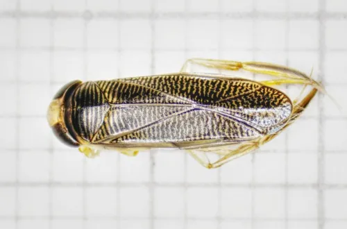 Sigara iactans