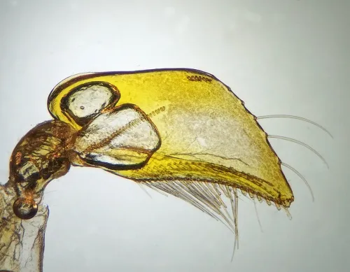 Sigara iactans - photo 3