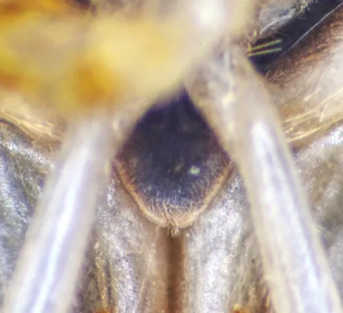 Sigara iactans - photo 4